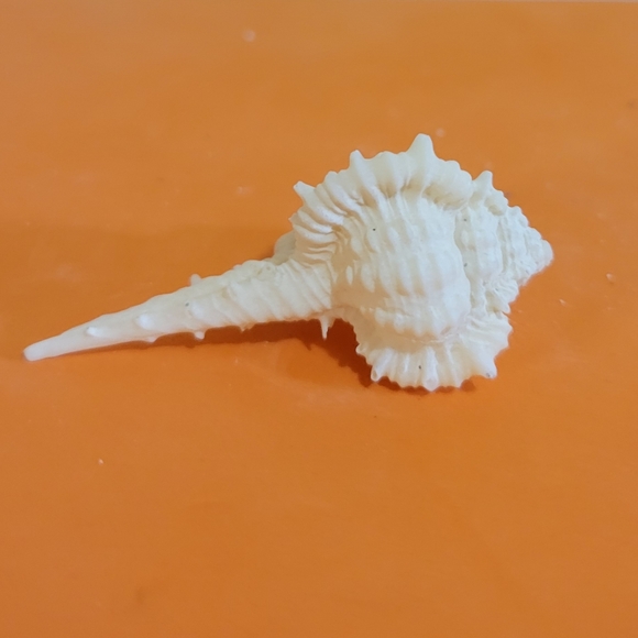 CABRITS MUREX Seashell - Picture 2 of 5